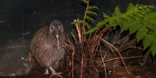Kiwi bird in a nocturnal house at the West Coast Wildlife Centre in Franz Josef.