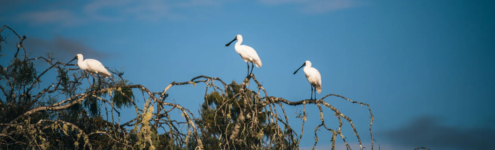 Three kōtuku white herons perched on tree branches at Ōkārito Lagoon on the West Coast