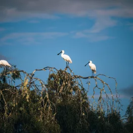 Three kōtuku white herons perched on tree branches at Ōkārito Lagoon on the West Coast
