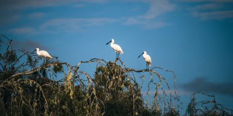 Three kōtuku white herons perched on tree branches at Ōkārito Lagoon on the West Coast