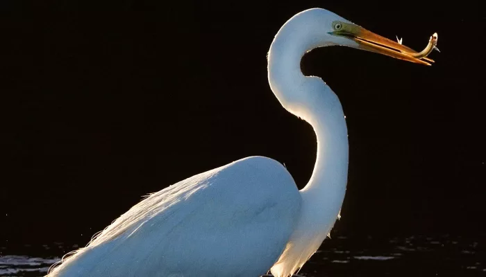 Kōtuku white heron catching a fish at Okarito Lagoon near Franz Josef on the West Coast