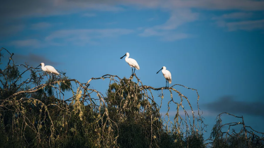 Three kōtuku white herons perched on tree branches at Ōkārito Lagoon on the West Coast