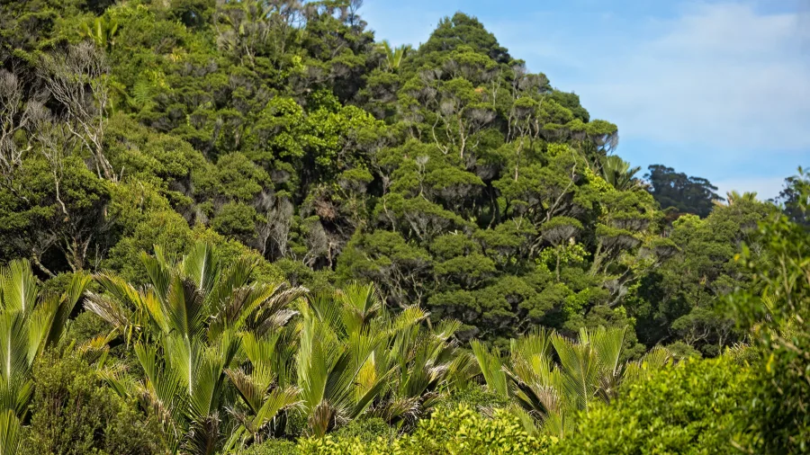 Dense native forest canopy with nikau palms along the Heaphy Track in Karamea, West Coast, New Zealand