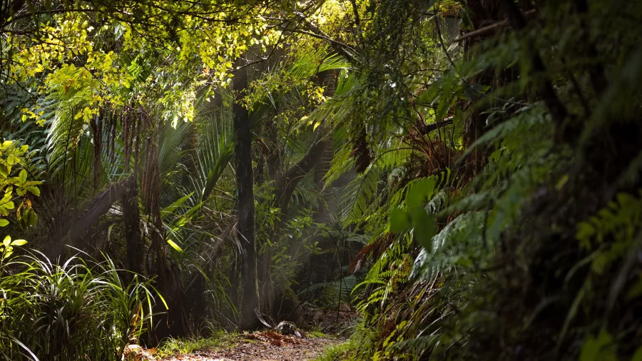 Lush green forest trail on the Heaphy Track in Karamea, West Coast, New Zealand