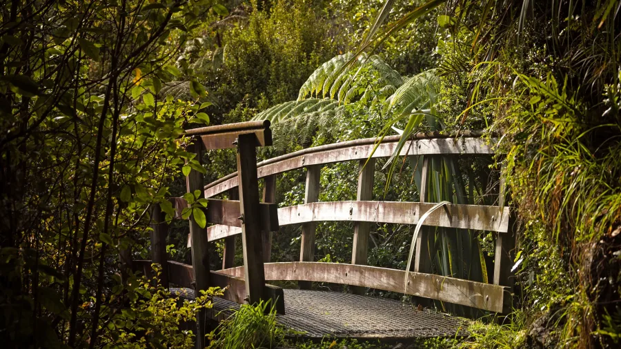 Wooden footbridge surrounded by native forest along the Heaphy Track in Karamea, West Coast, New Zealand