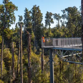 Visitor standing on the elevated walkway at Hokitika Treetop Walk surrounded by native rainforest canopy