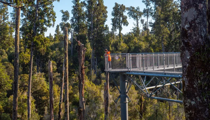 Visitor standing on the elevated walkway at Hokitika Treetop Walk surrounded by native rainforest canopy