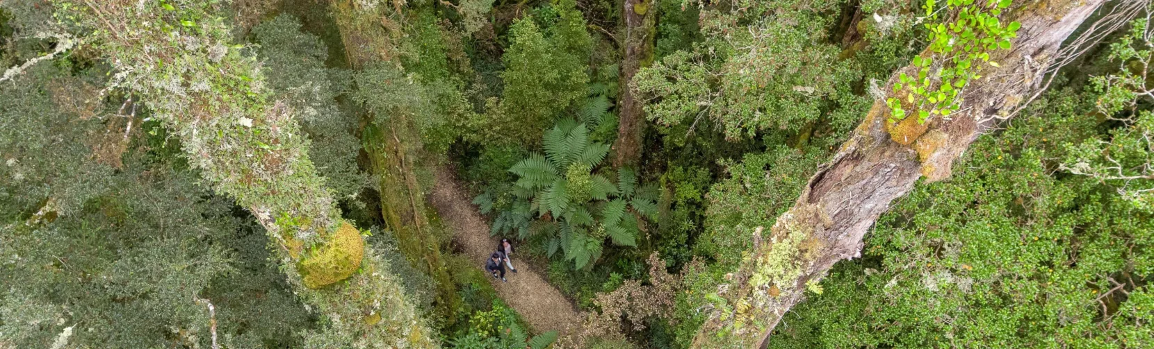 Aerial top-down view of Oparara Basin forest canopy, West Coast