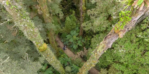 Aerial top-down view of Oparara Basin forest canopy, West Coast