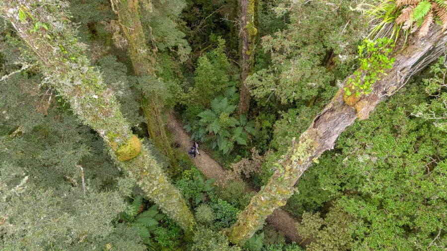 Aerial top-down view of Oparara Basin forest canopy, West Coast