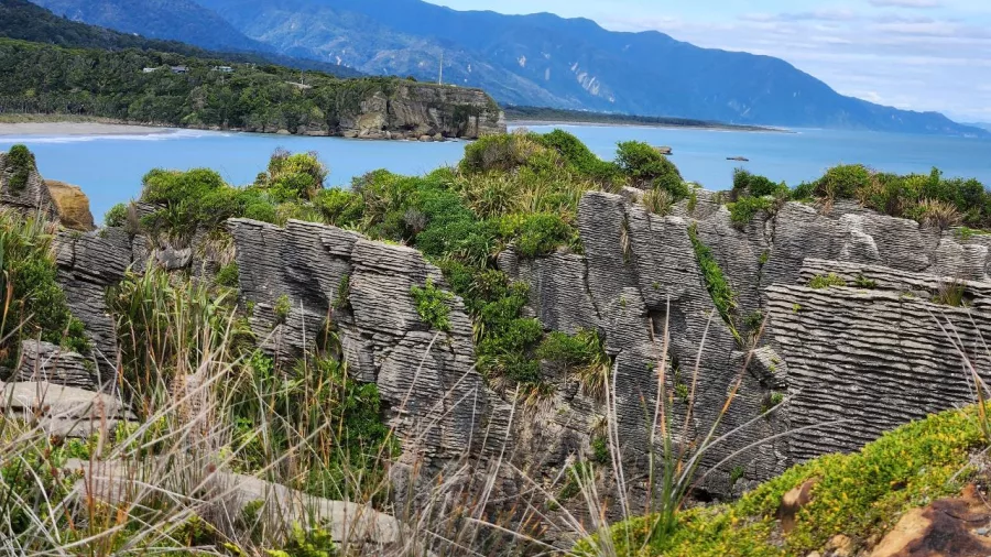 Layered limestone rock formations and native plants at Pancake Rocks in Punakaiki