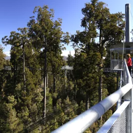 Visitors walking along the Tree Top Walkway in Hokitika, surrounded by native forest canopy