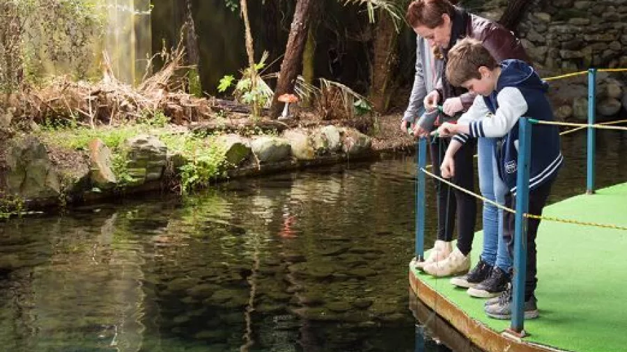 Family observing koura in the catch and release pond at the National Kiwi Centre, Hokitika