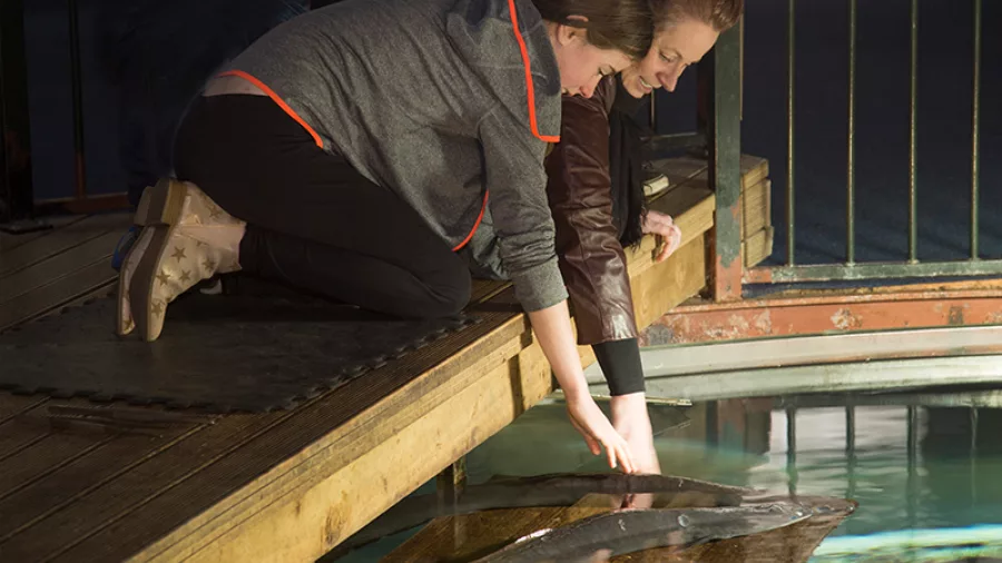 Visitors hand-feeding longfin eels during an interactive session at the National Kiwi Centre