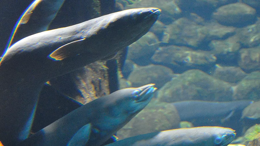 Group of longfin eels swimming in a clear freshwater tank at the National Kiwi Centre