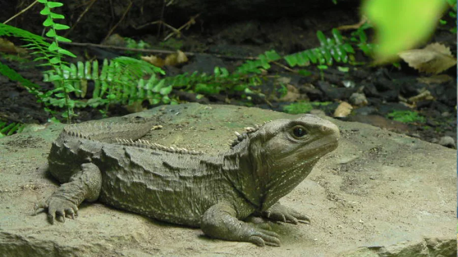 A tuatara resting on a rock at the National Kiwi Centre in Hokitika