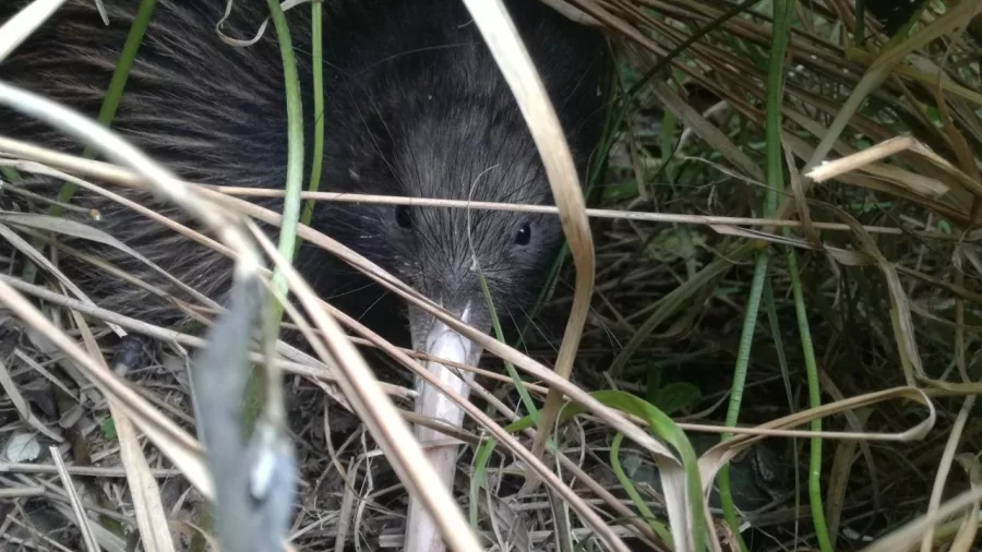 Brown kiwi nestled in grass at the National Kiwi Centre in Hokitika