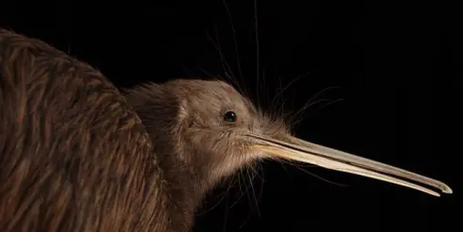 Close-up of a North Island brown kiwi at the National Kiwi Centre in Hokitika