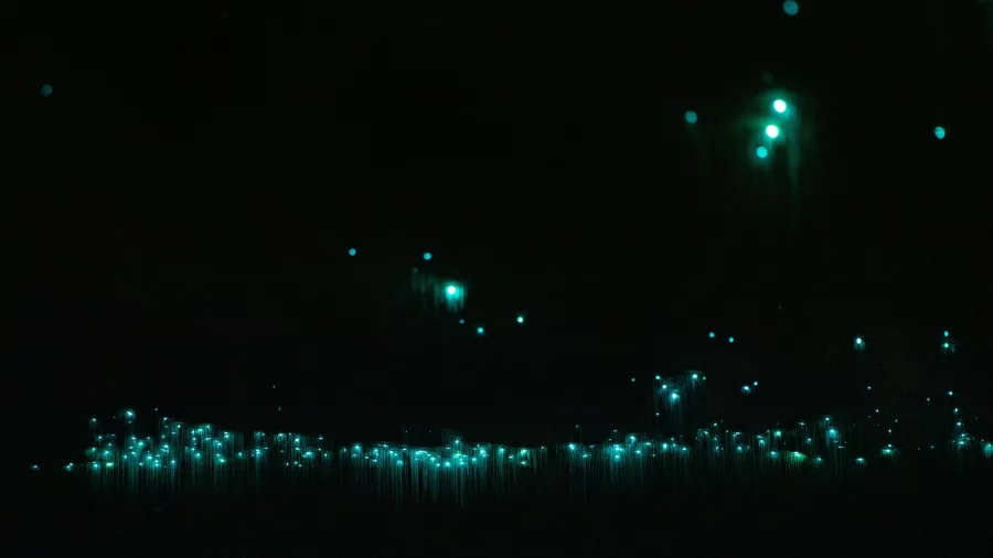 Close-up of glowworms emitting a soft blue-green light inside a dark cave during the Glowworm Cave Tour by Underworld Adventures in Charleston, New Zealand