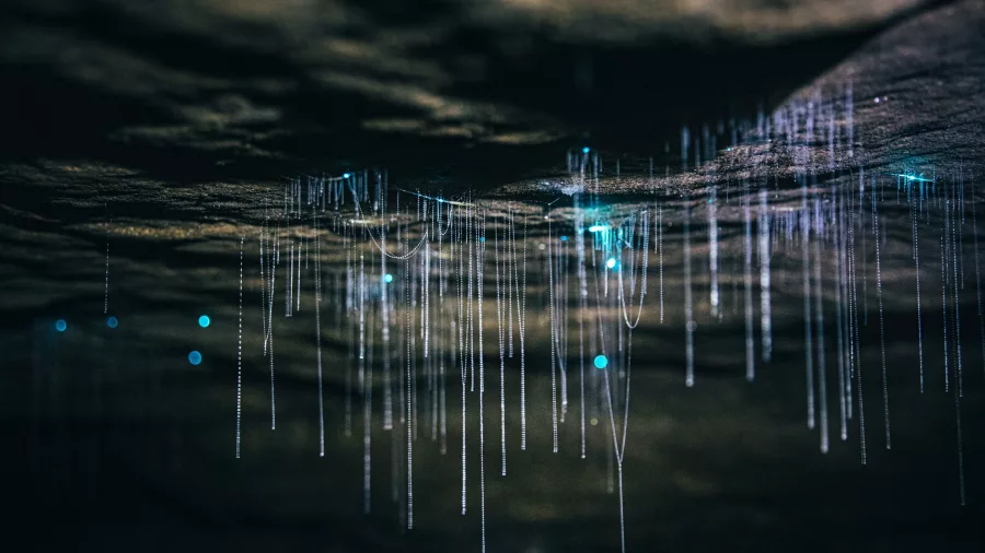 Close-up of glowworm threads hanging from a cave ceiling during the Glowworm Cave Tour with Underworld Adventures in Charleston, New Zealand