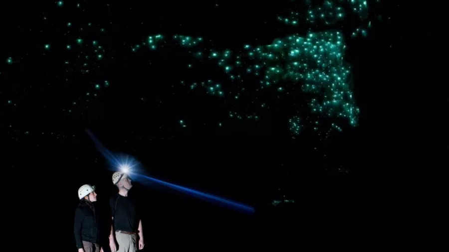 Glow Worm Cave Tour with Underworld Adventures in Charleston showing two visitors gazing at bioluminescent glow worms on the cave ceiling