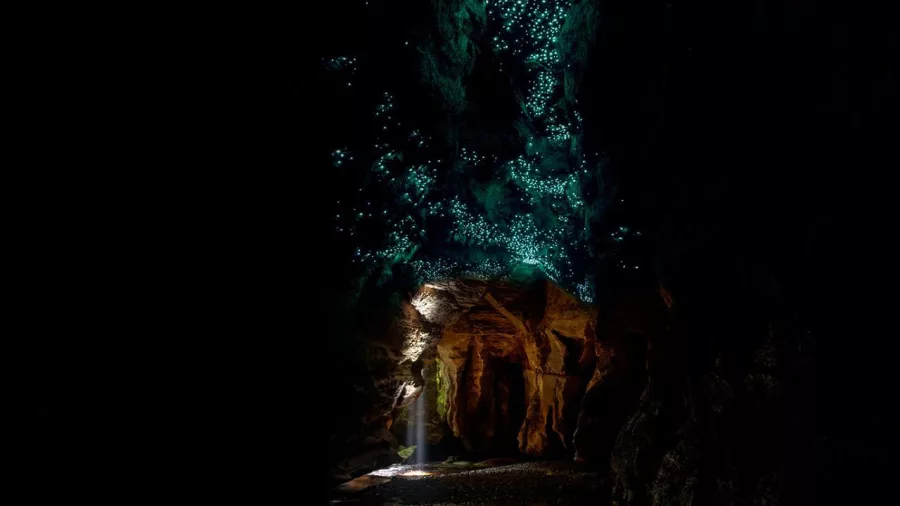 Glowworms illuminate the ceiling of a cave during an Underworld Rafting tour in Charleston, New Zealand