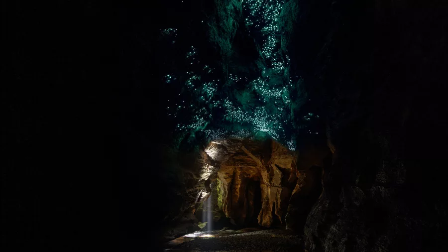Glowworms illuminate the ceiling of a Charleston cave on a tour with Underworld Adventures