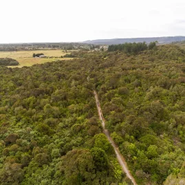 Cyclists riding through dense native bush on the West Coast Wilderness Trail near Kumara