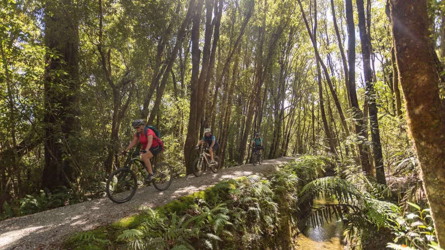 Cyclists riding through native bush along Lake Kaniere Walkway on the West Coast