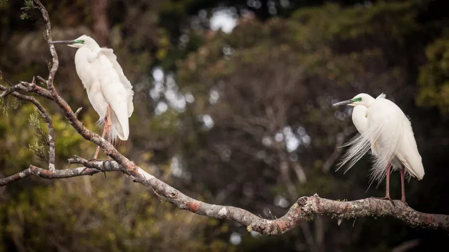 Two white herons perched in a branch near the West Coast Wildnerness Trail