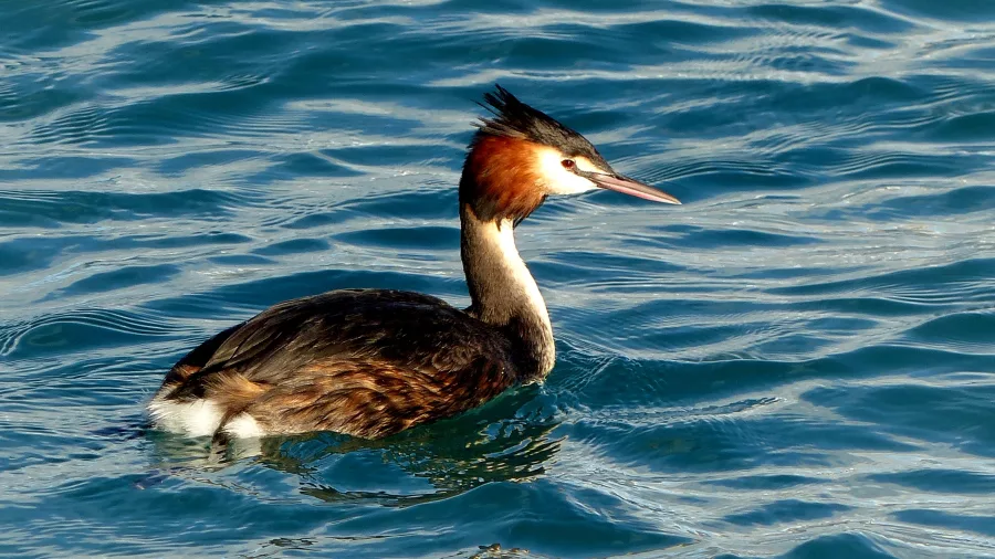 Great crested grebe swimming on Lake Ianthe