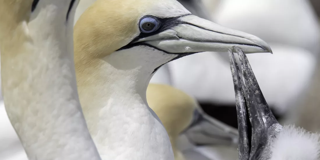 Xxlarge u Tcw Uw7rruk Lqg Kr Ga9 Gj4wy1