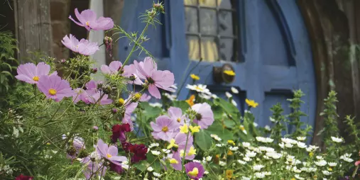 Close-up of wildflowers in front of a round blue Hobbit door at the Hobbiton Movie Set in Matamata, New Zealand