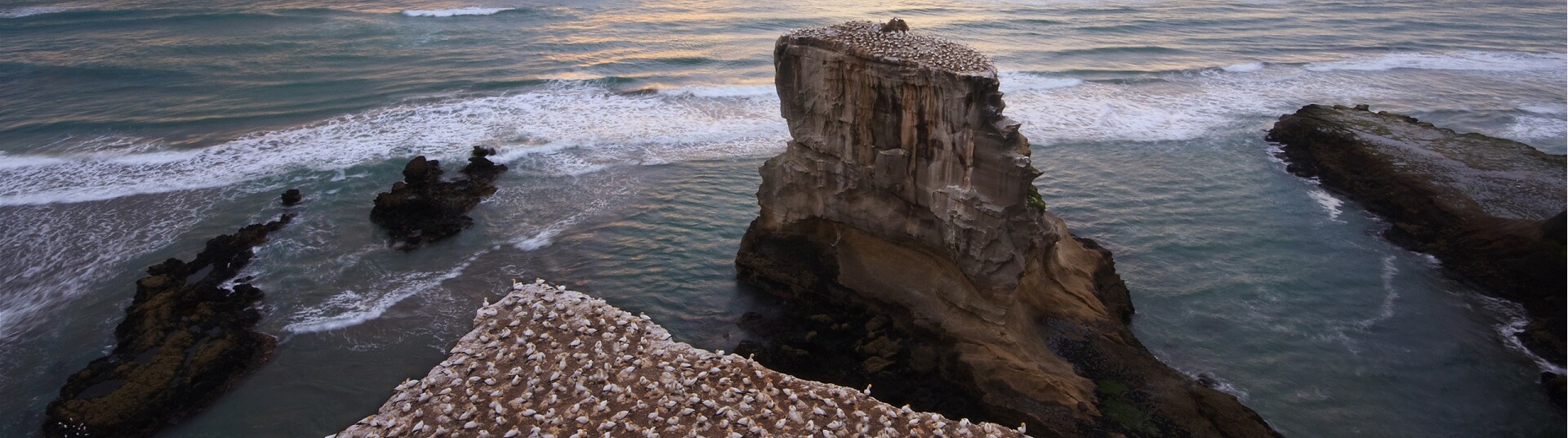 cape kidnappers safari