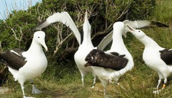 7 Day Southern Odyssey: Stewart Island and the Catlins