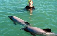 Akaroa Swim with the Dolphins from Christchurch