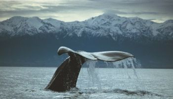 Kaikoura Whale Watch Tour from Christchurch