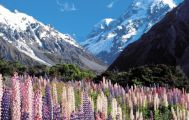 Aoraki Mt Cook Full Day Tour