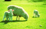 Christchurch Sightseeing with Sheep Farm Shore Excursion from Lyttelton