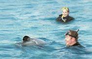 Akaroa Swim with Dolphins from Christchurch with Lunch