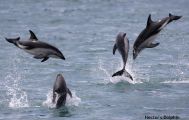 Akaroa Harbour Cruise to See Hector’s Dolphins