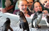 Christchurch Sightseeing with International Antarctic Center Cruise Excursion from Lyttelton
