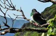 Motuara Island Bird Sanctuary Cruise