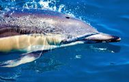 Best Day Ever Dolphin and Wildlife Cruise
