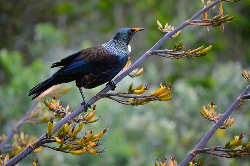 Wellington