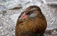 Mou Waho Island Cruise & Nature Walk