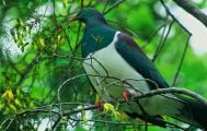 Marlborough 1 Day Guided Walk